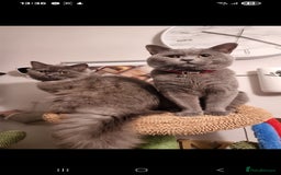 British Shorthair cats for sale: Beautiful chunky BSH kittens - Advert 12
