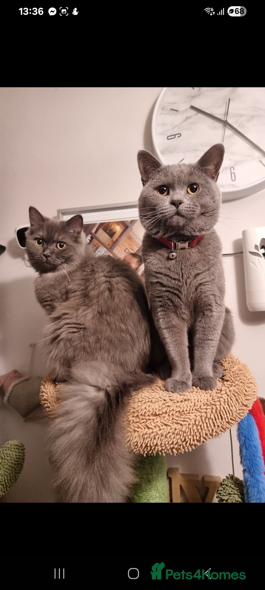 British Shorthair cats for sale: Beautiful chunky BSH kittens - Advert 12