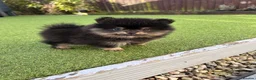 Pomeranian dogs for sale: Black and Tan girl  - Advert 3