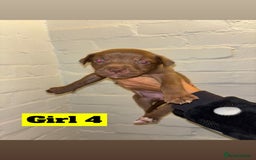 Mixed Breed dogs for sale: Beautiful Border collie/kelpie X staff cross pups - Image 13