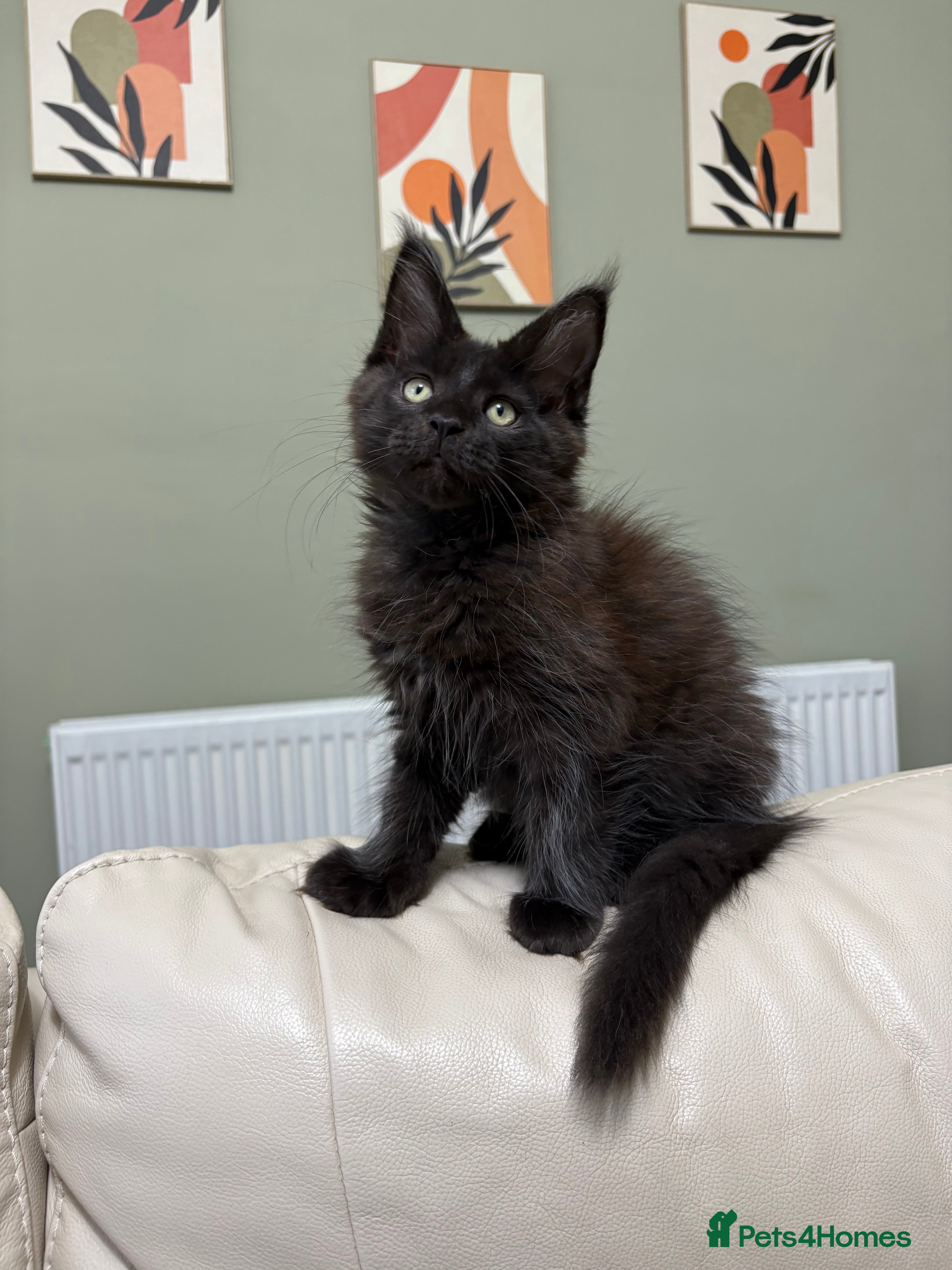 Maine Coon cats Champion bloodlines✨Breathtaking Maine Coon beauty - Advert 2