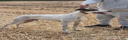 Lurcher dogs for stud: half cross bull greyhound - Advert 5