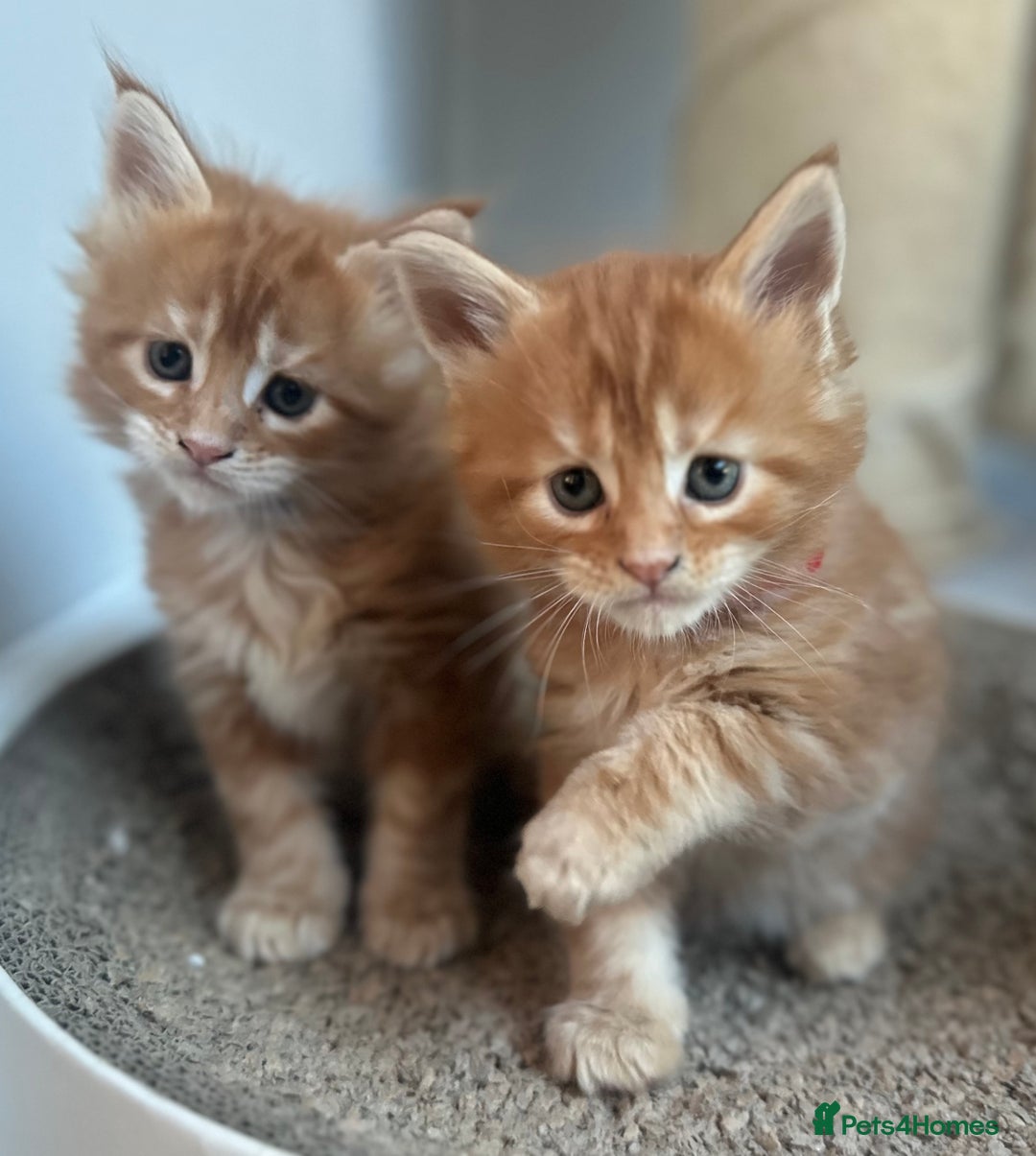 Maine Coon cats for sale: A litter of 7 Beautiful Maine coon kittens - Advert 3