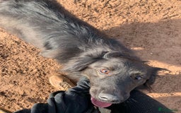 Mixed Breed dogs for adoption: Meet Ranger, currently residing in Lancashire  - Image 11