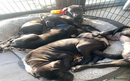 Great Dane dogs for sale: Gorgeous Black Great Dane Puppies - Image 15