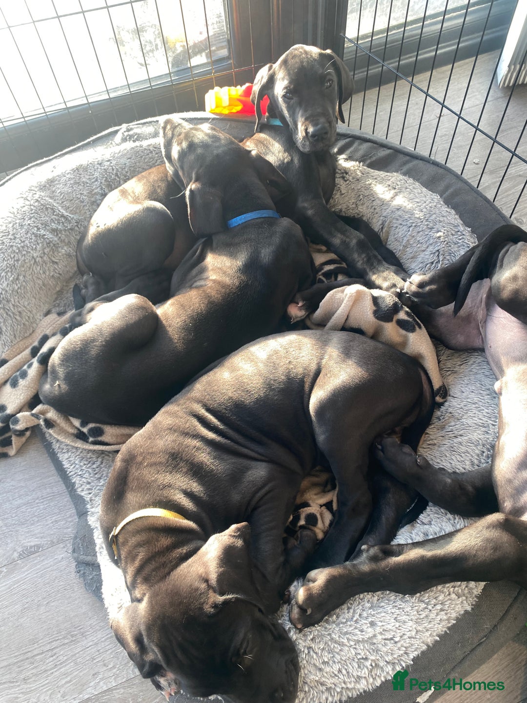 Great Dane dogs for sale: Gorgeous Black Great Dane Puppies - Image 15