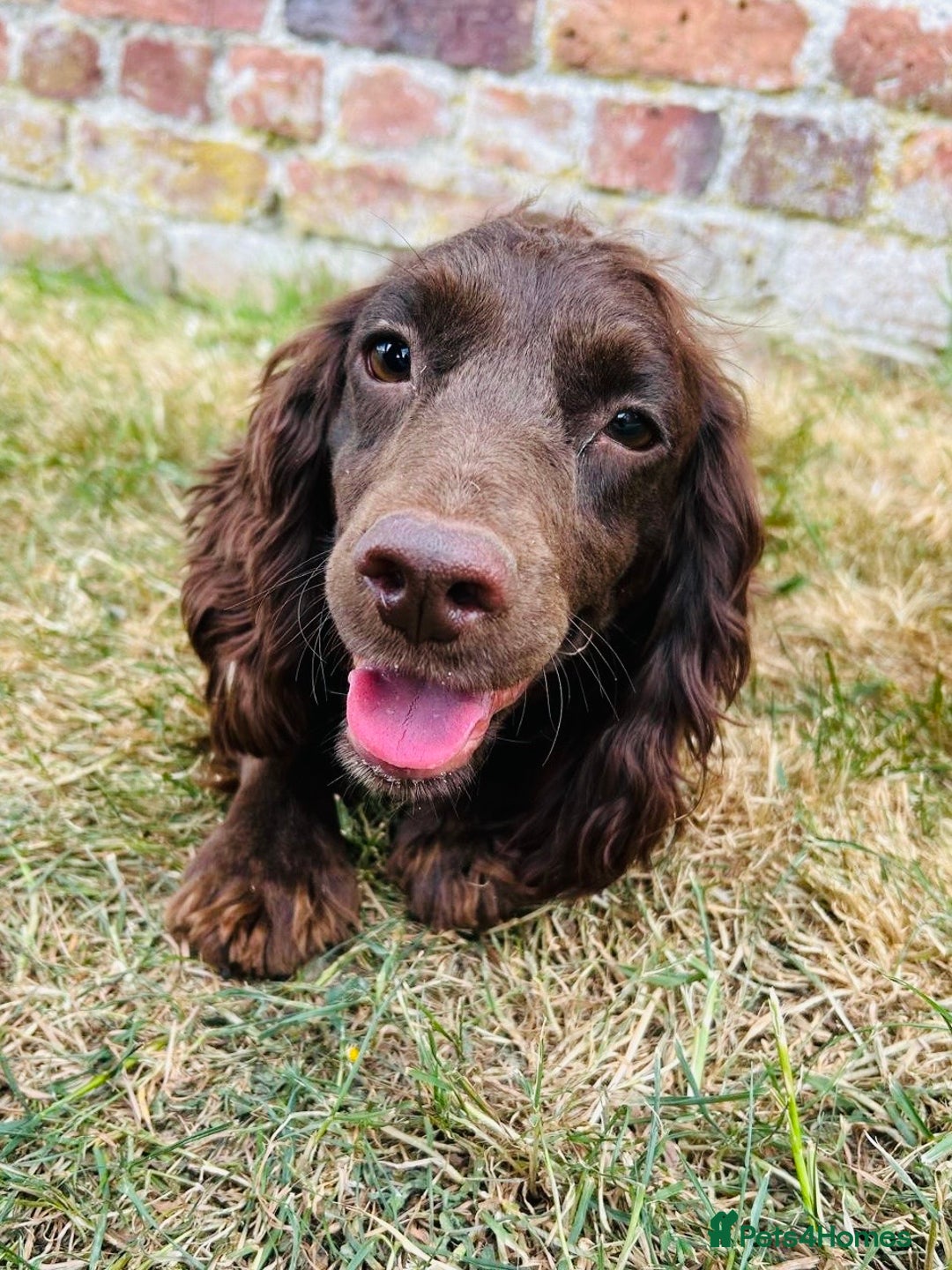 Cockapoo dogs for sale: Stunning F1 Cockapoo Puppies KC Parents  - Advert 11