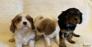 Cavalier King Charles Spaniel dogs - Advert 13