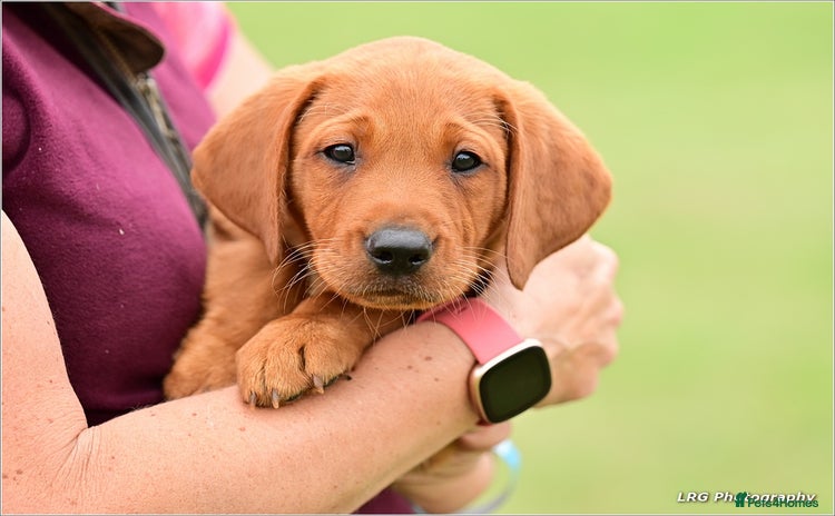 Labrador Retriever dogs - Advert 2