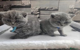 British Shorthair cats for sale: Beautiful British Shorthair kittens, coreserve  - Image 4