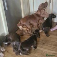 Cocker Spaniel dogs - Advert 13