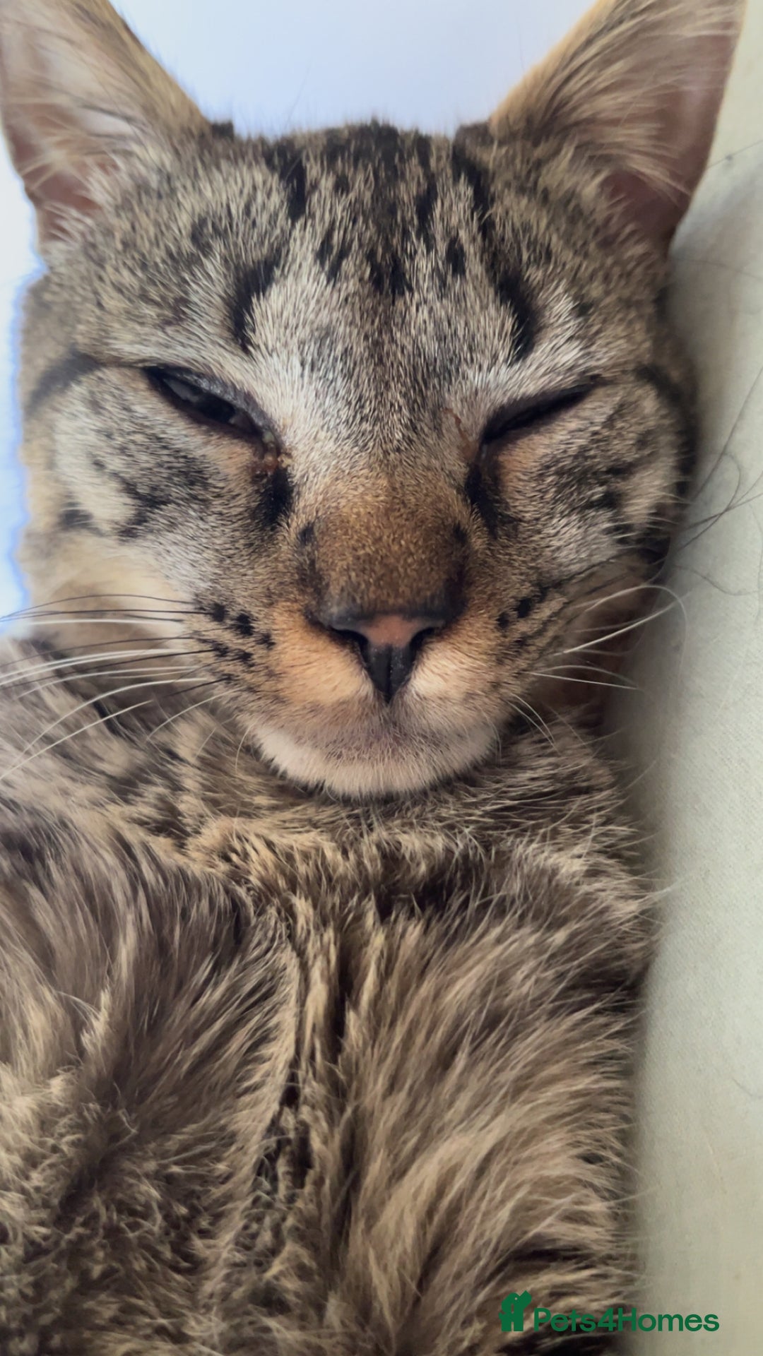 Mixed Breed cats for sale: Kitten for sale urgent!! - Advert 3