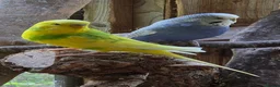 Budgerigars birds for sale: Pair of budgies - Advert 5