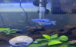 Gouramis fish for sale: 2 opaline gouramis for sale  - Image 3