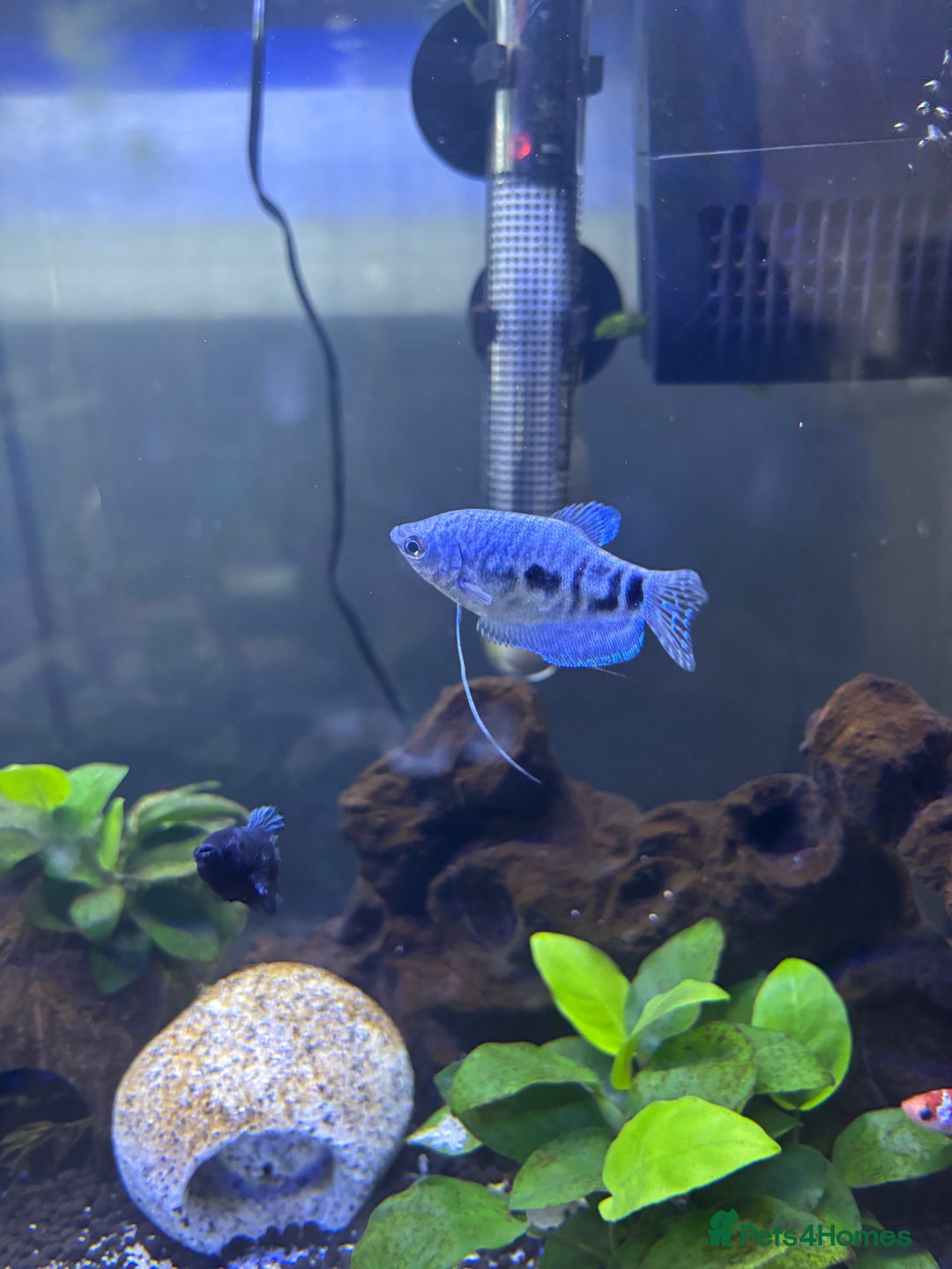 Gouramis fish for sale: 2 opaline gouramis for sale  - Image 3