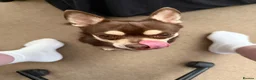 Chihuahua dogs for stud: Reggie the chocolate chi for stud - Advert 3