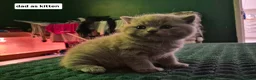 British Shorthair cats for sale: Stunning British shorthair kittens in Saxmundham - Advert 23