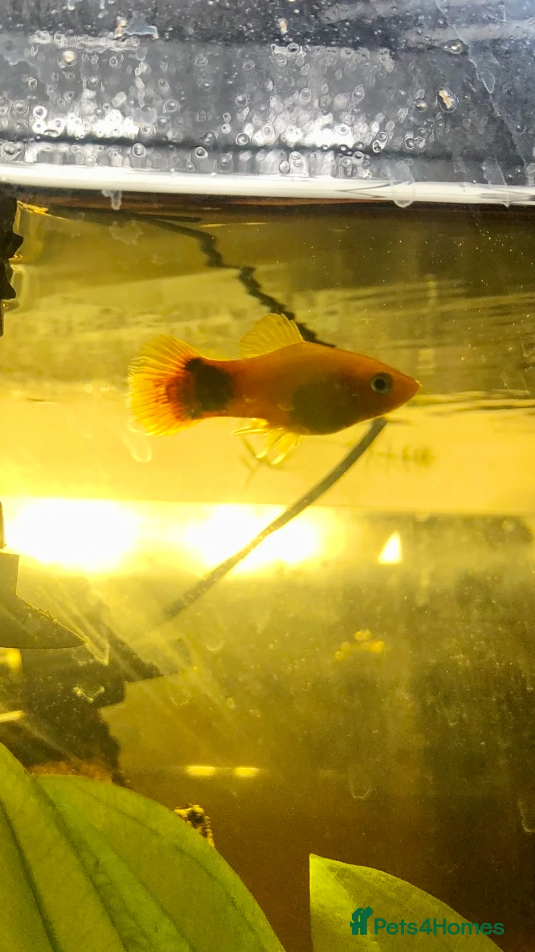 Tetras fish for sale: One platy and three tetras - Advert 1