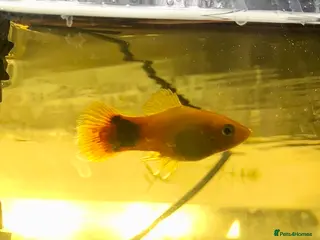 Tetras fish One platy and three tetras - Advert 1