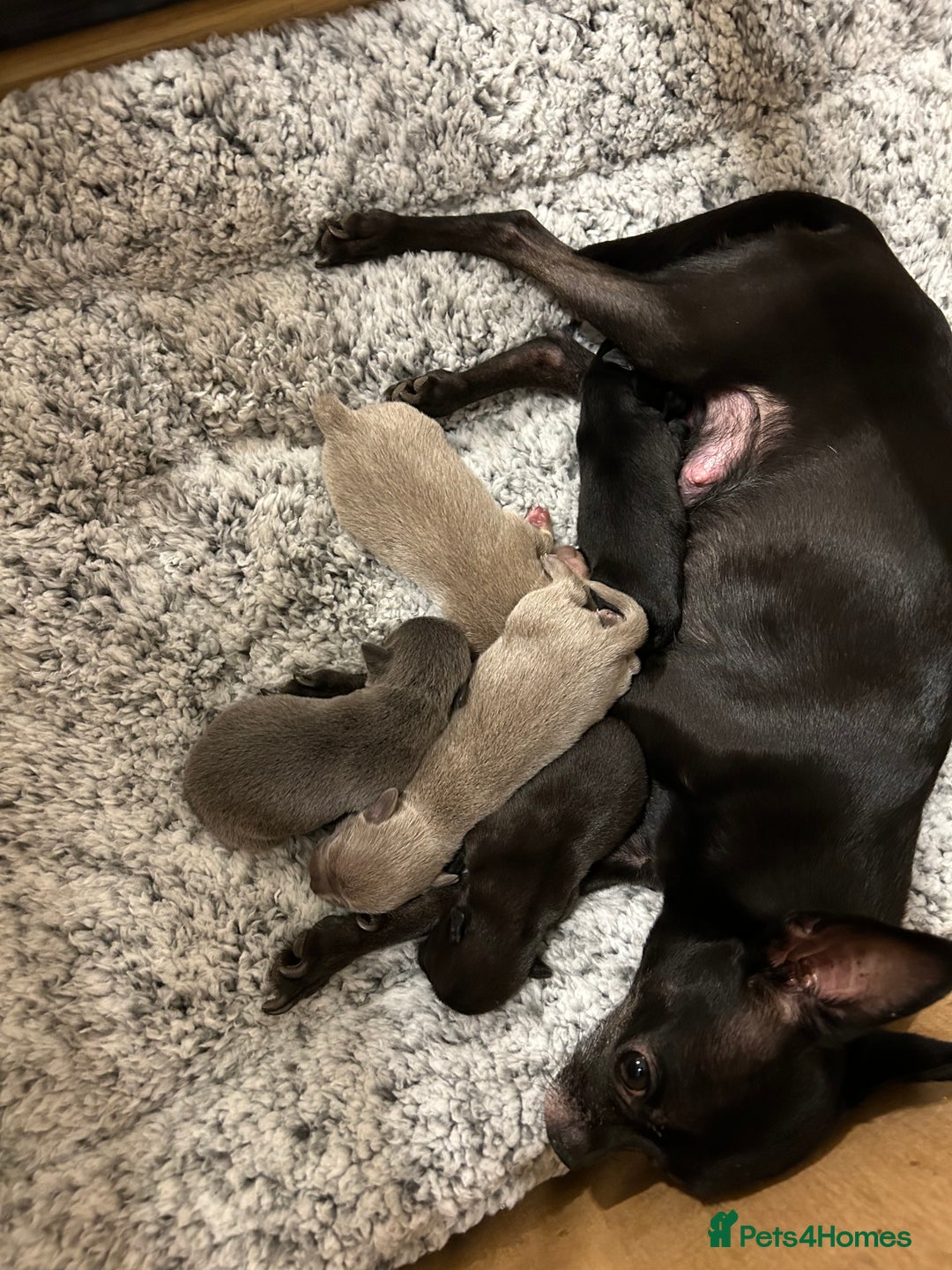 Chihuahua dogs for sale: KC Reg short-hair Chihuahua apple-headed puppies - Advert 4