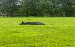 Mixed Breed dogs for sale: Czech Shepherd x Dutch herder for sale - Image 6