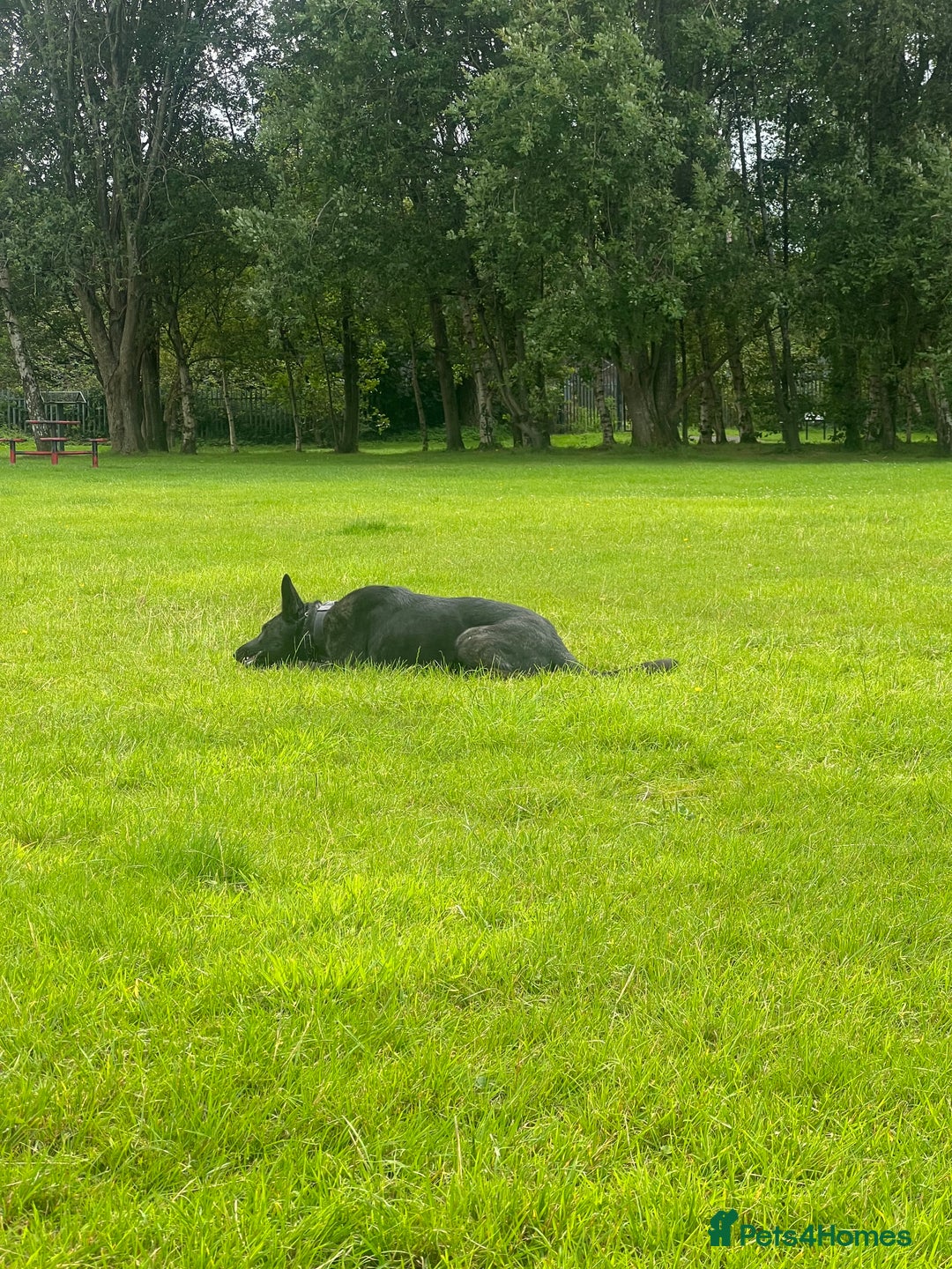 Mixed Breed dogs for sale: Czech Shepherd x Dutch herder for sale - Image 6