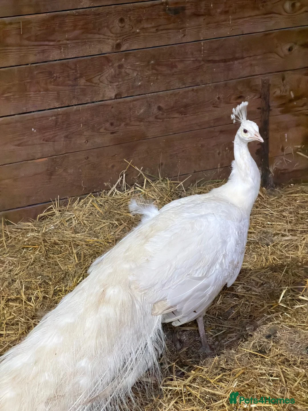 Peafowl poultry for sale: A beautiful pair of white peafowl  - Advert 5