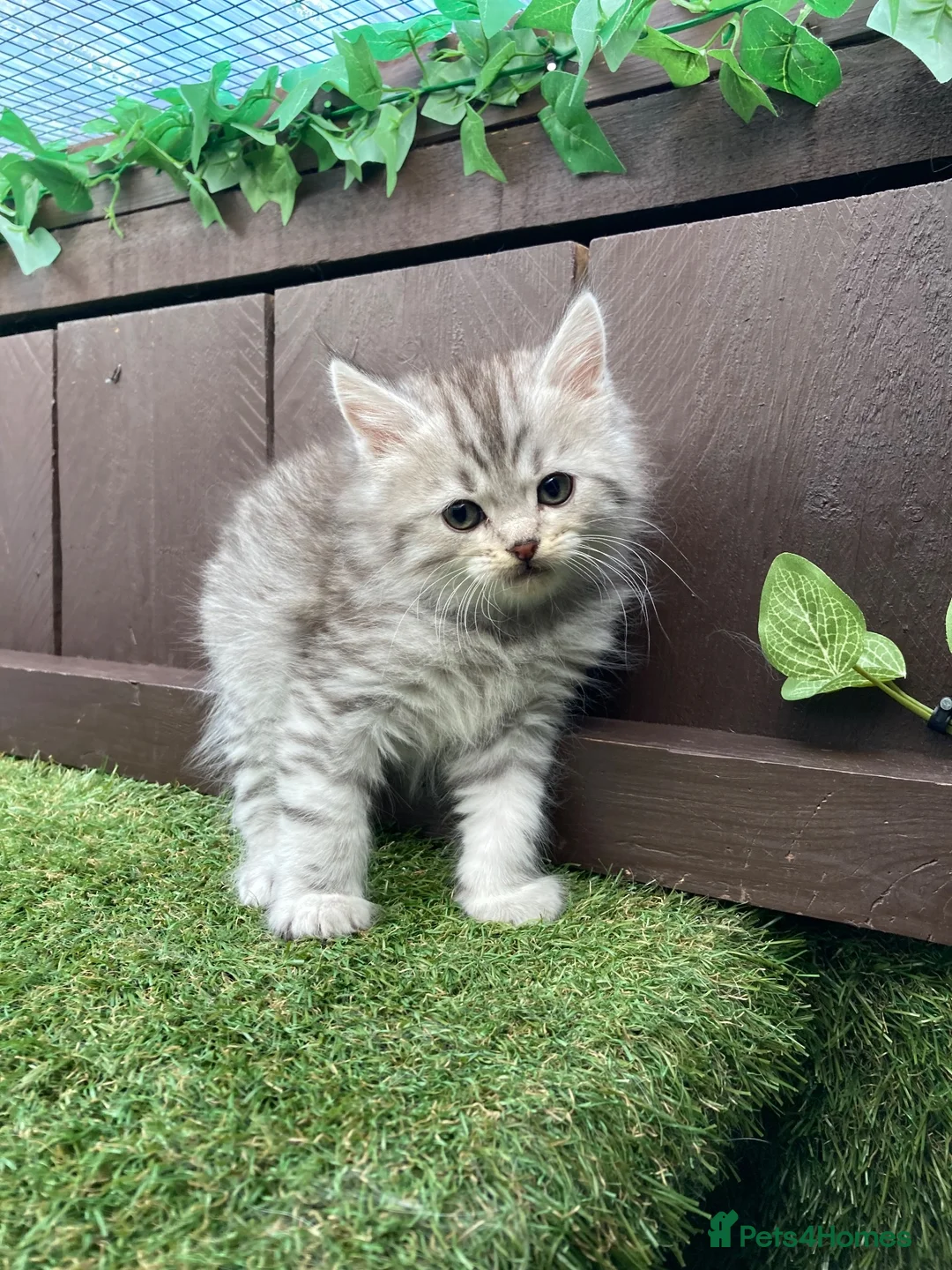 Maine Coon cats for sale: MAINE COON X SIBERIAN FOREST CAT  - Advert 2