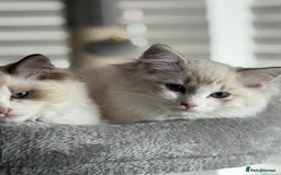 Ragdoll cats for sale: Ragdoll kittens - Image 3