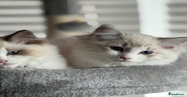 Ragdoll cats - Advert 9