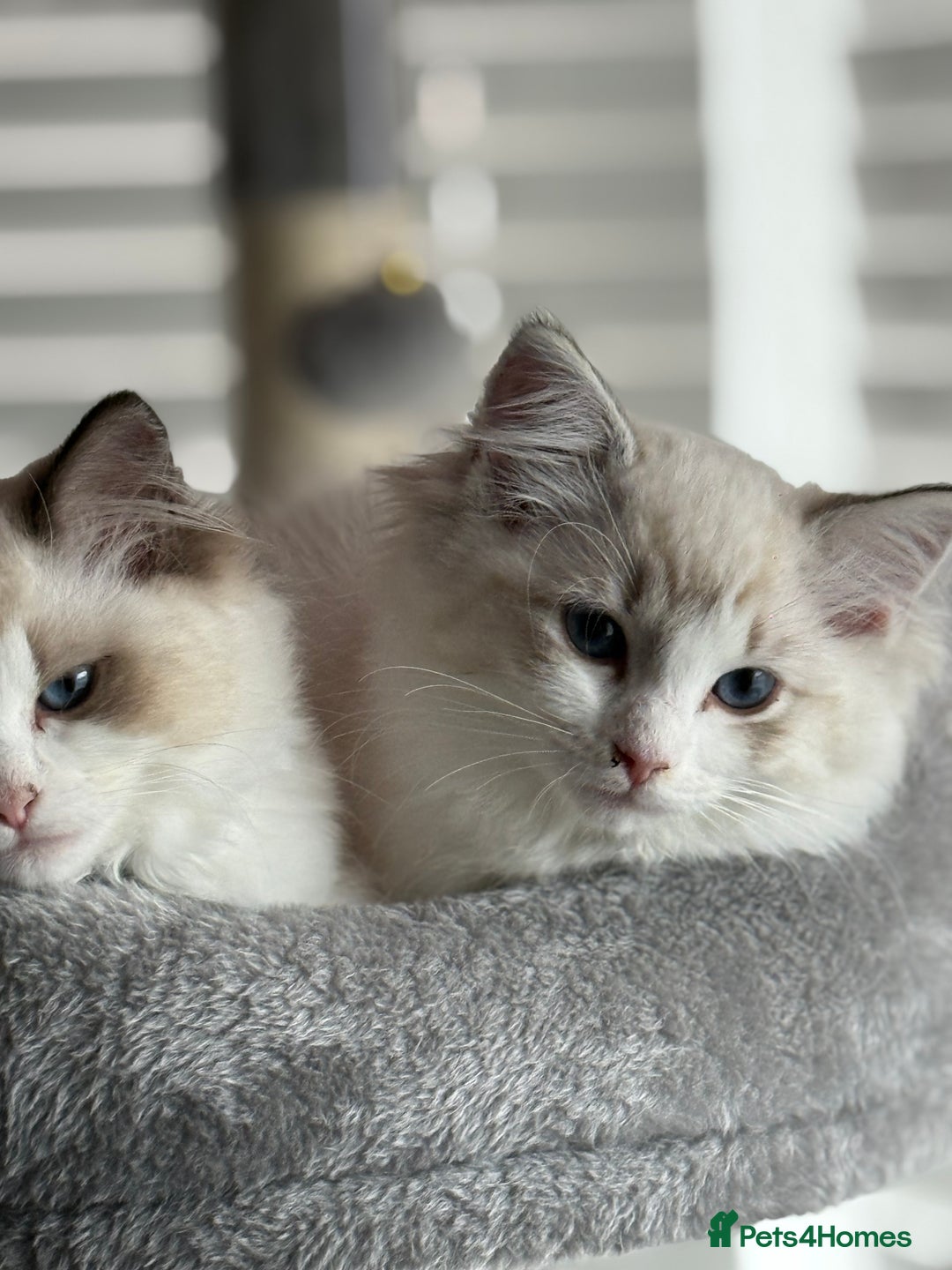 Ragdoll cats for sale: Ragdoll kittens - Image 3
