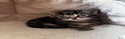 Mixed Breed cats for sale: Lovely Kittens  - Advert 6