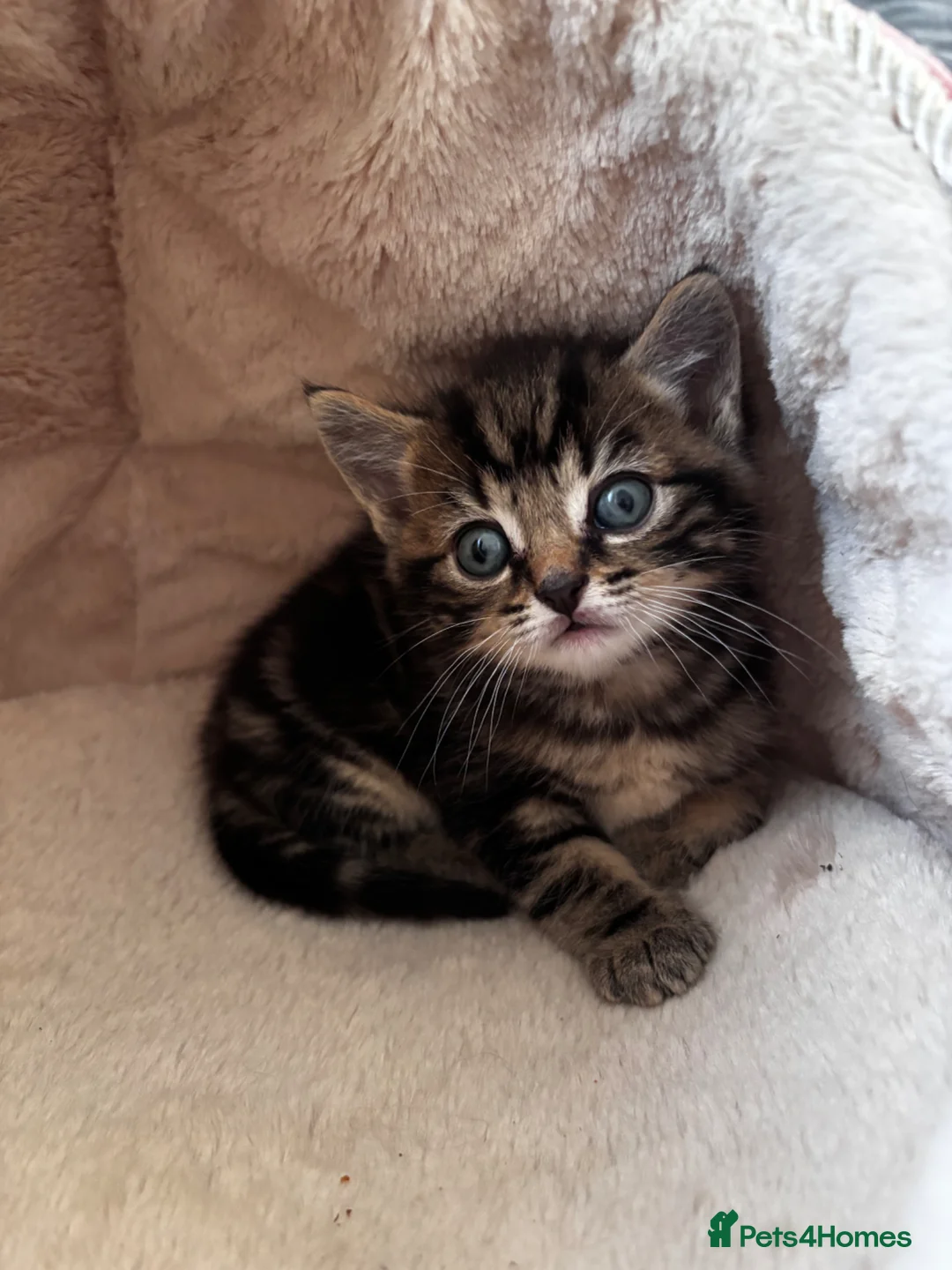 Mixed Breed cats for sale: Lovely Kittens  - Advert 6
