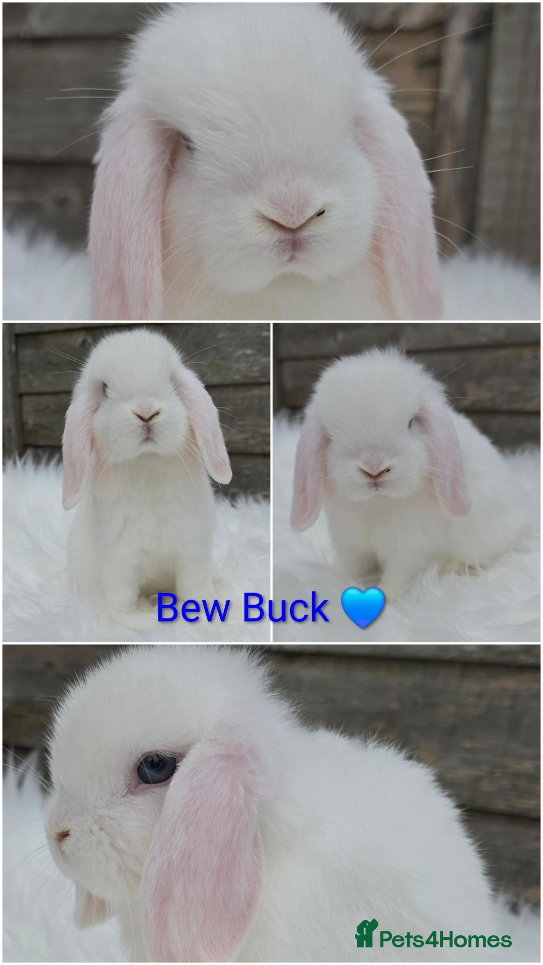 Mini Lop rabbits READY NOW Gorgeous pure breed mini lops  - Advert 2