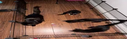 Domestic Shorthair cats for sale: Three kittens for sale  - Advert 4