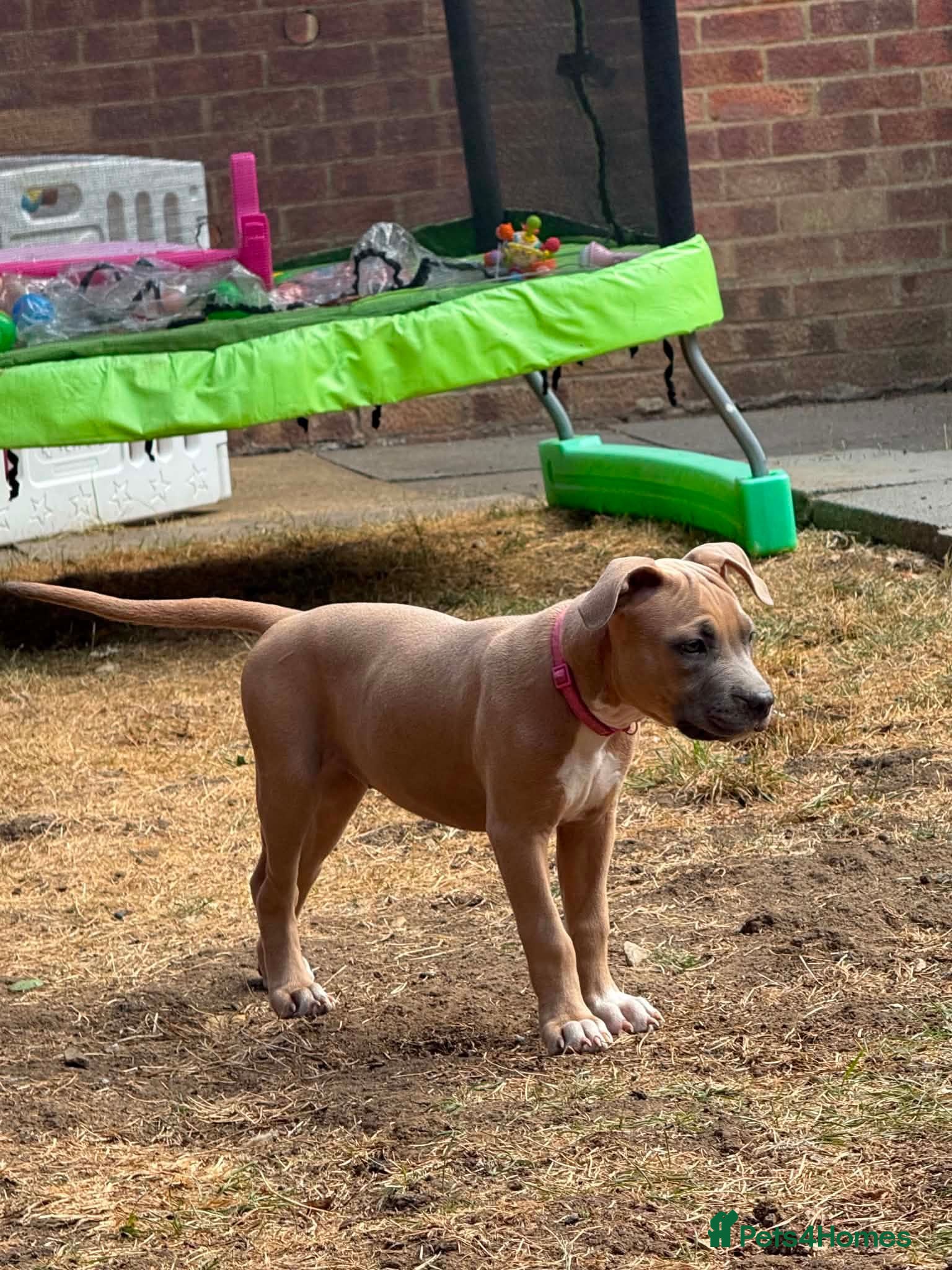 Staffordshire Bull Terrier dogs American Staffordshire terrier.ready to leave!!!  - Advert 2