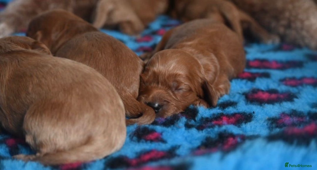Cavapoo dogs for sale: Deep red Cavapoo puppies/ dna tested 💙 - Image 7