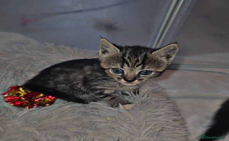 Savannah cats - Advert 2