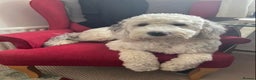Sheepadoodle dogs for sale: Medium Size Sheepadoodle F1b.  - Advert 25
