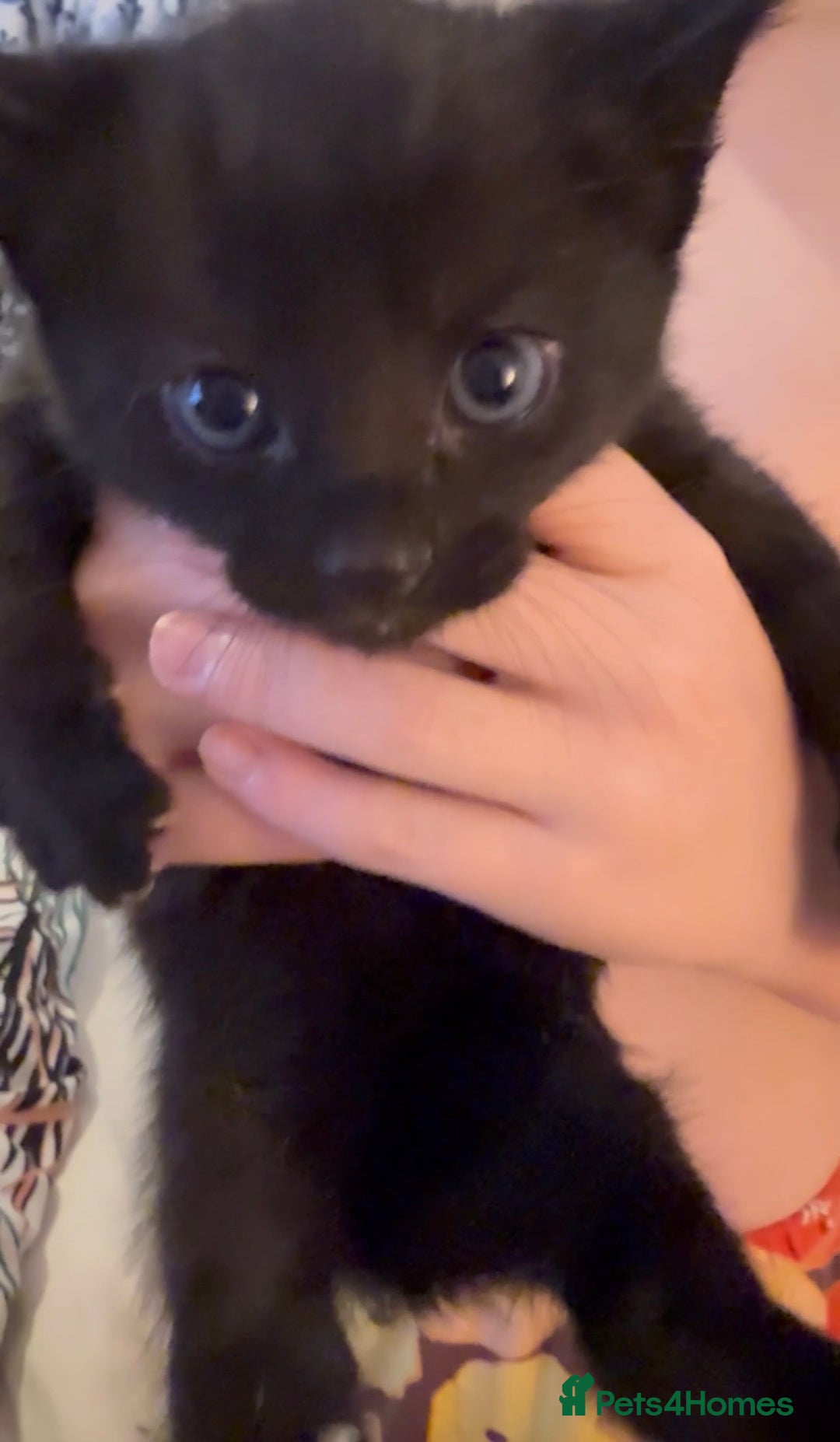 Russian Blue cats for sale: Last Russian Cross Kitten For Sale  - Image 3