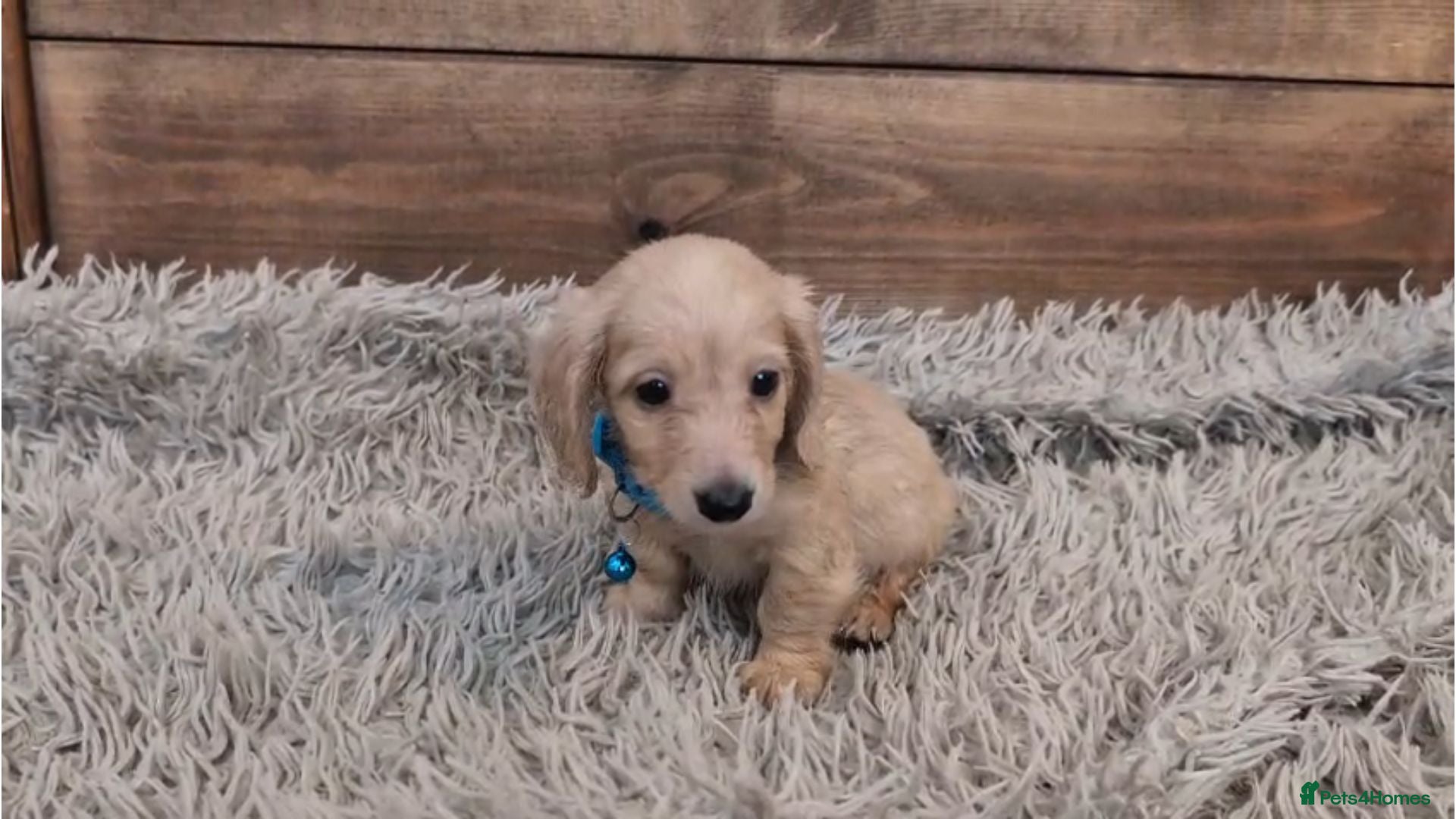 Miniature Dachshund dogs Cream Mini Dachshund Puppies KC Reg - Advert 1