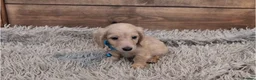Miniature Dachshund dogs for sale: 🐾 Beautiful Miniature Dachshund Puppies 🐾 - Advert 26