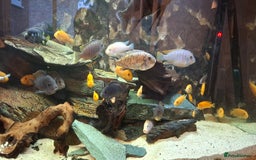 Cichlids fish for sale: Cichlids & Bristlenose Plecos - Image 2