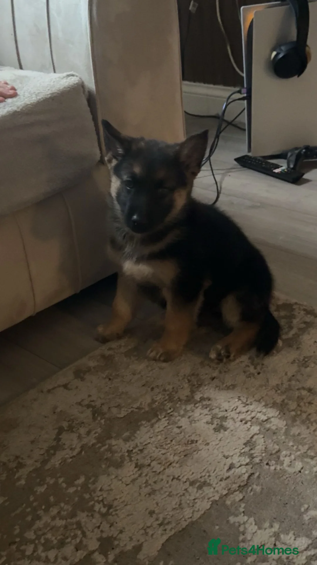 German Shepherd dogs for sale: 12 weeks old German shepherd  - Advert 3