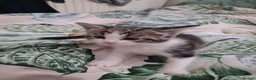 Mixed Breed cats for sale: Kittens  - Advert 5