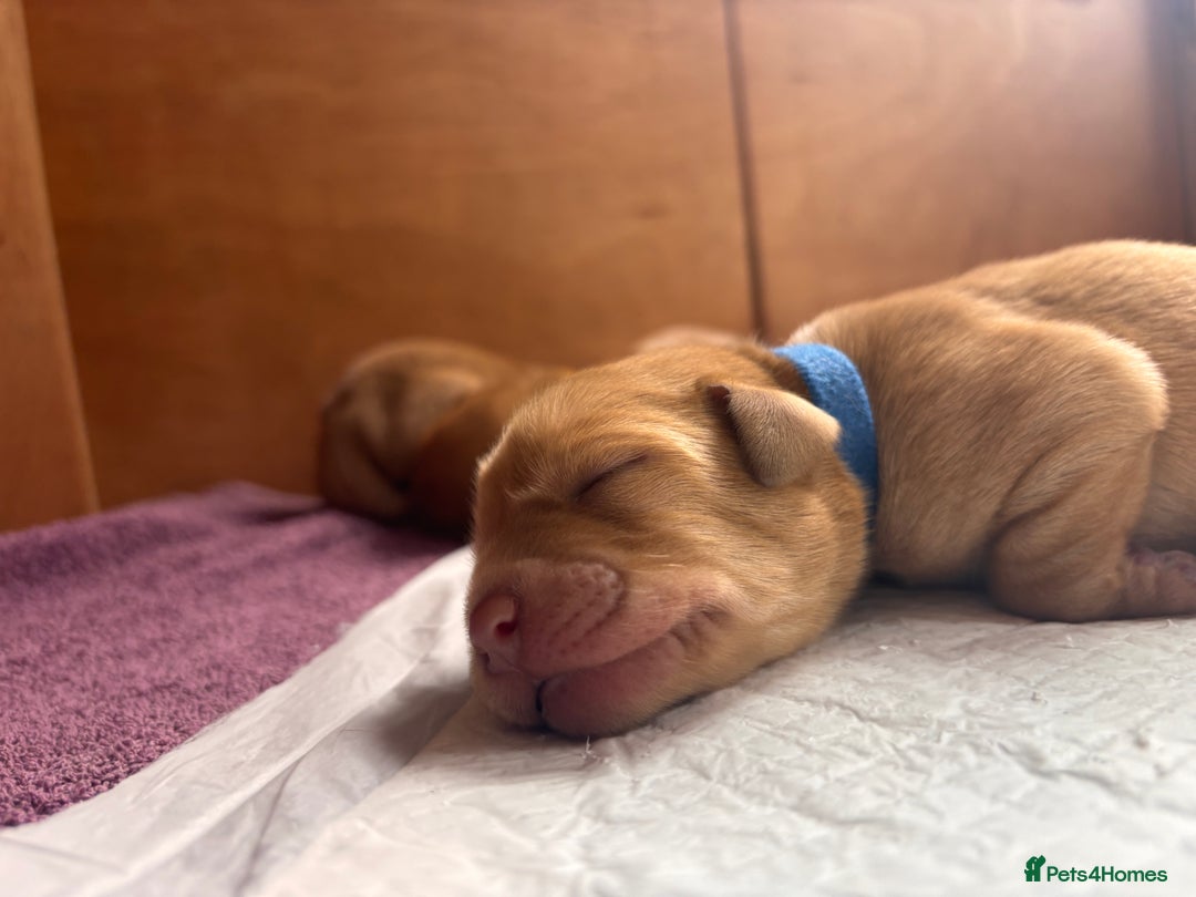 Labrador Retriever dogs for sale: KC Reg ‘Fox Red’ Labrador Retrievers  - Image 8
