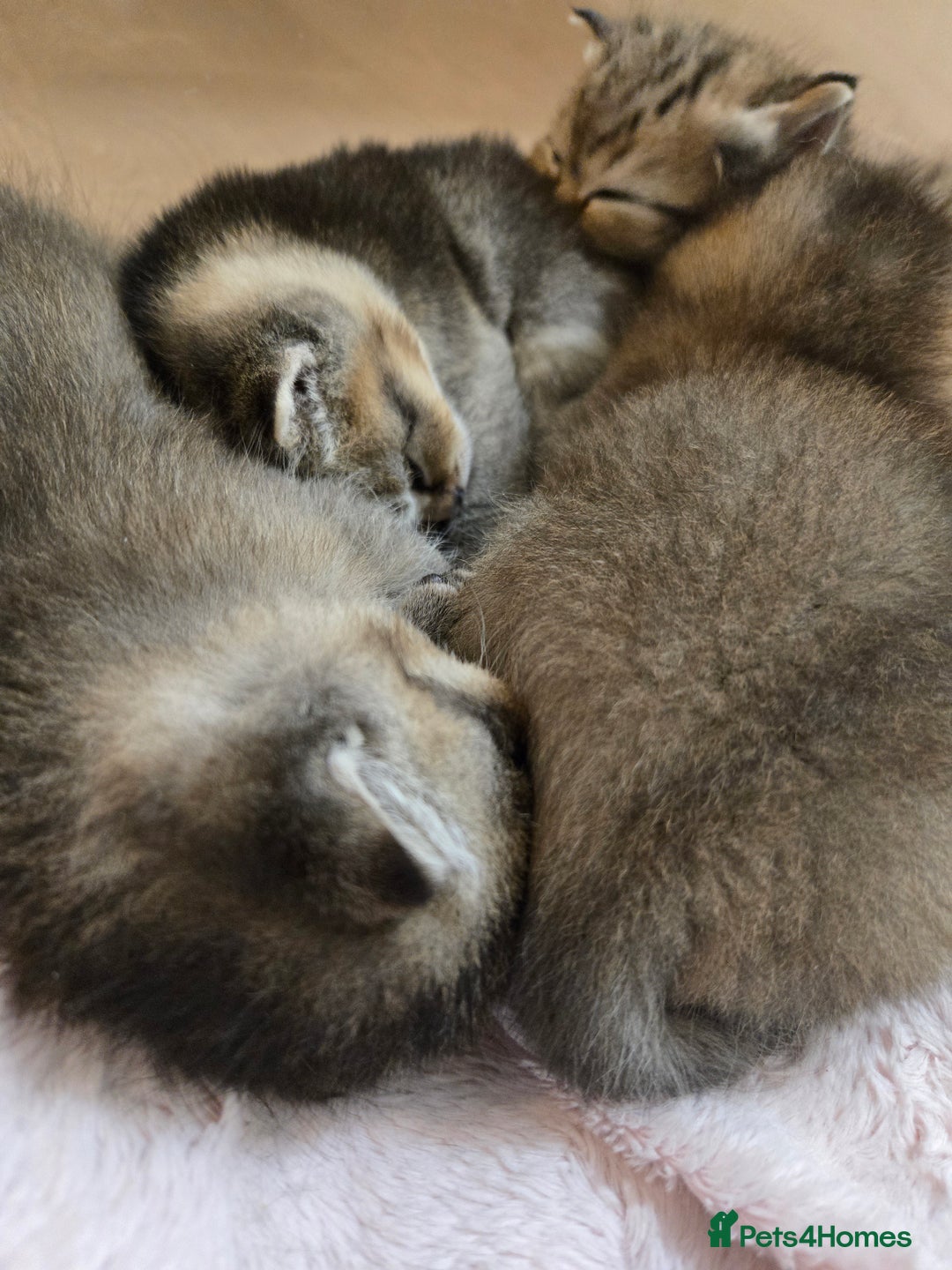 British Shorthair cats for sale: British Shorthair kittens STUNNING 🐈 😺  - Advert 7