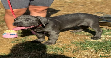 Cane Corso dogs - Advert 2