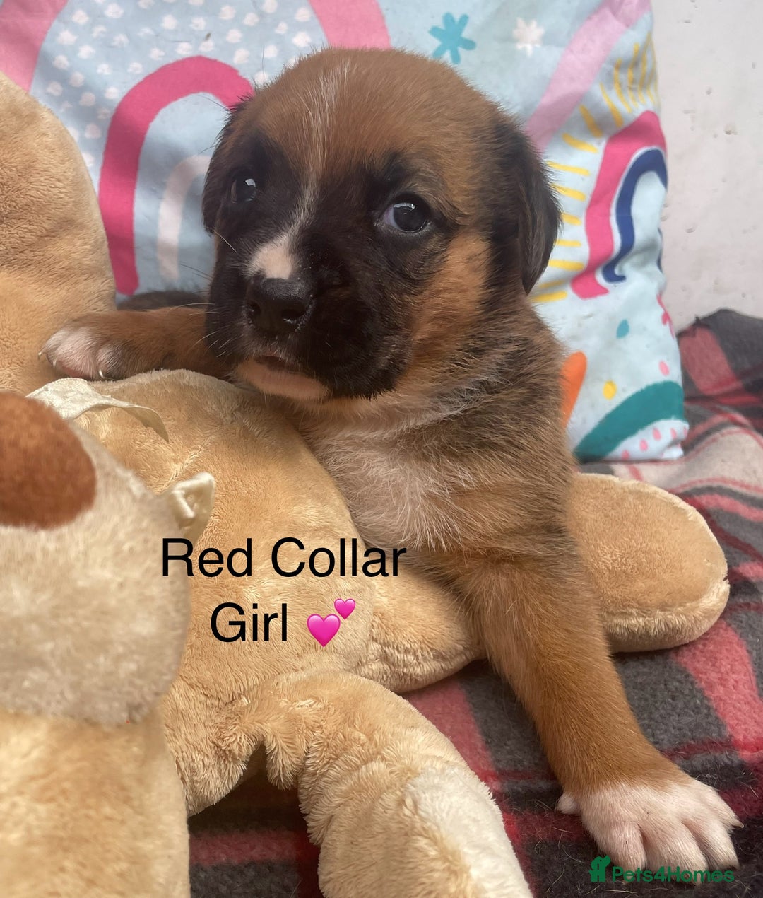 Rottweiler dogs for sale: Rottyx - Image 3