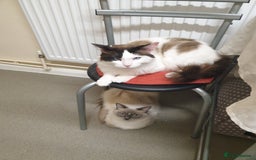 Ragdoll cats for sale: Ragdoll kittens  - Image 6